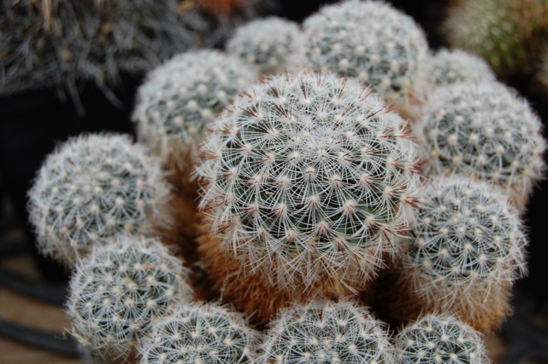 Mammillaria deherdtiana ssp. dodsonii 