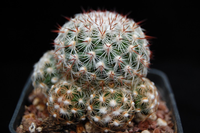 Mammillaria deherdtiana 