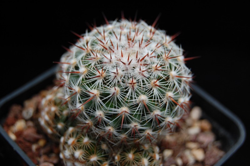Mammillaria deherdtiana 