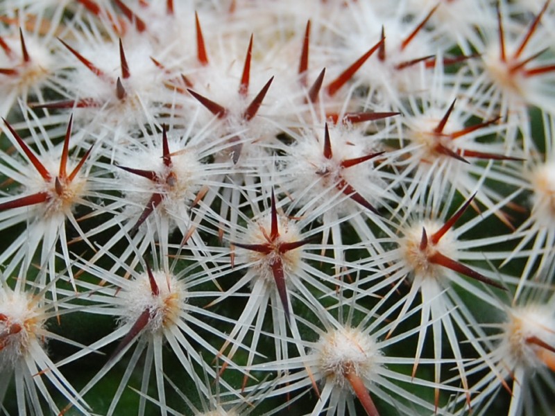Mammillaria deherdtiana 