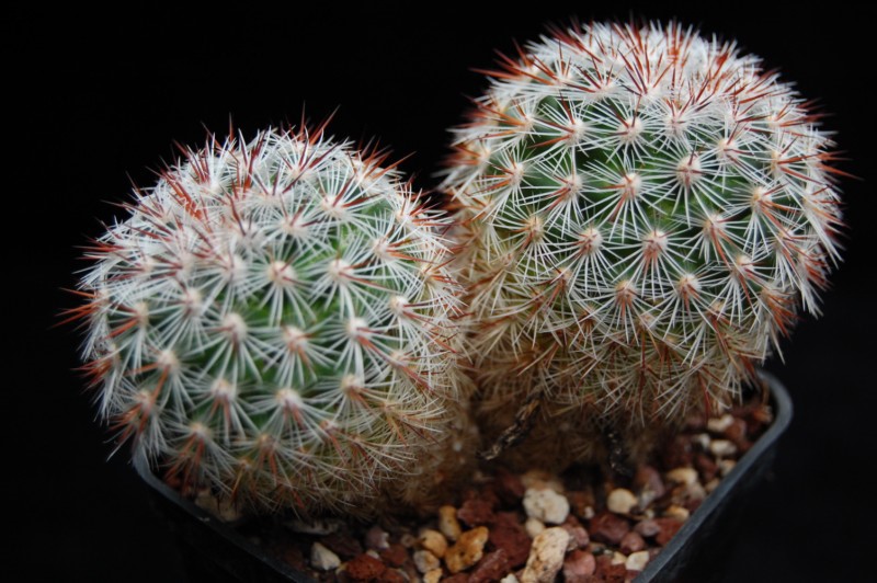 Mammillaria deherdtiana 