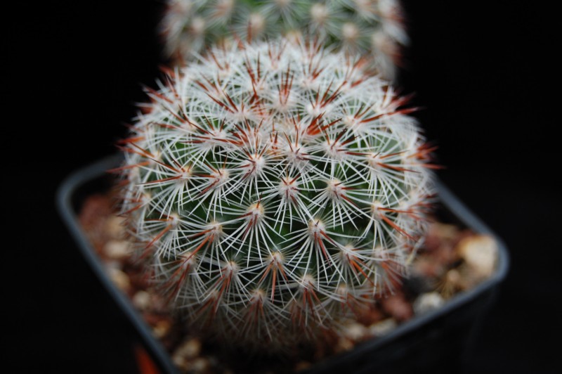 Mammillaria deherdtiana 