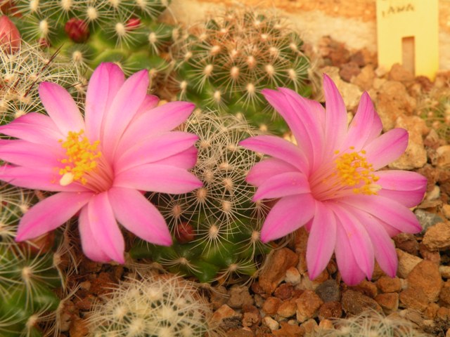 Mammillaria deherdtiana 