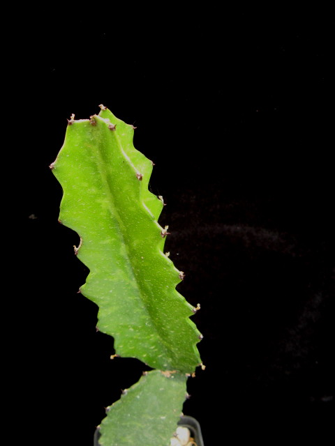 Euphorbia deightonii 