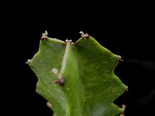 Euphorbia deightonii 