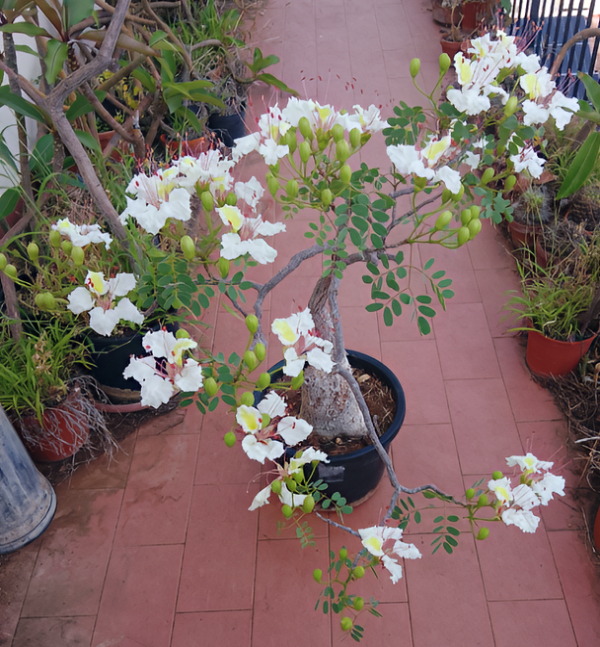 delonix pumila