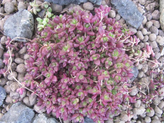 Delosperma  