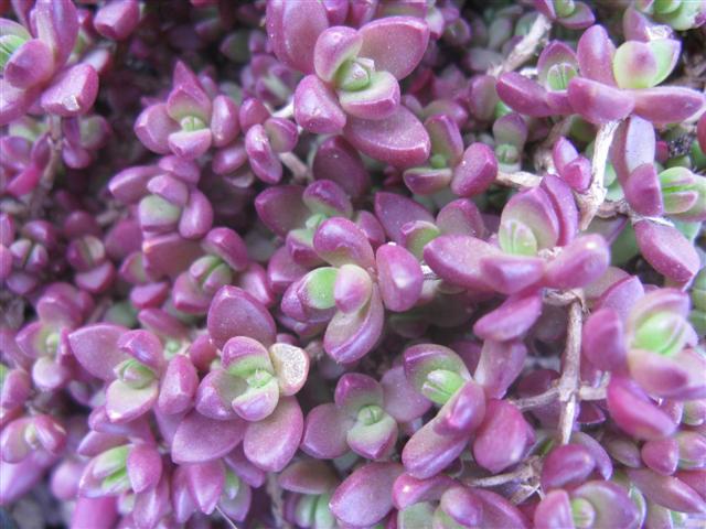 Delosperma  
