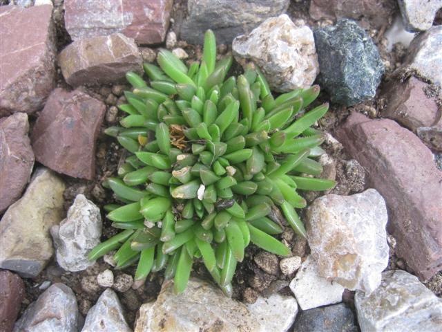 Delosperma congestum cv. gold nugget 