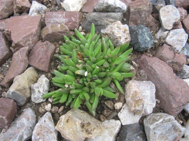 Delosperma congestum cv. gold nugget 