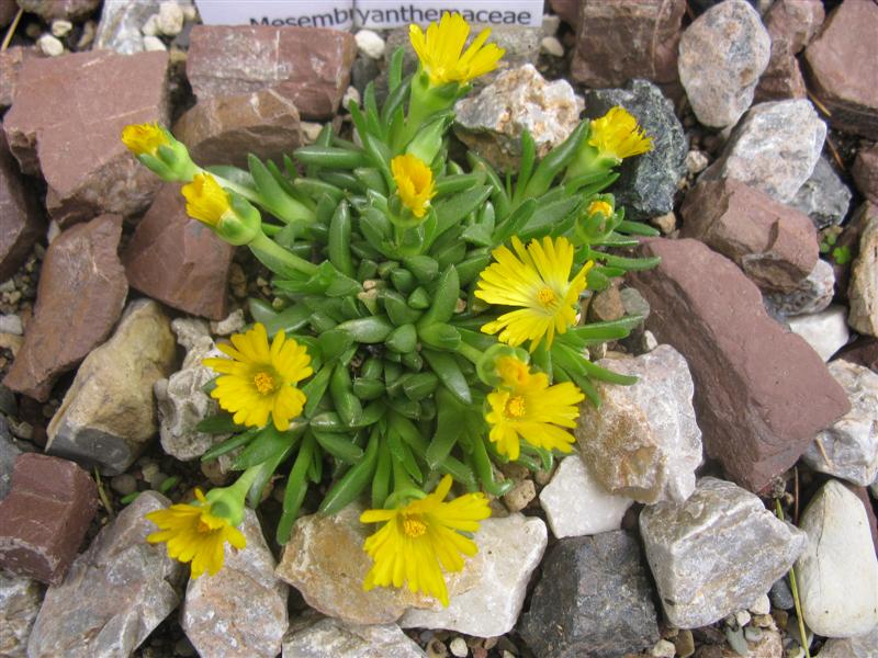 Delosperma congestum 