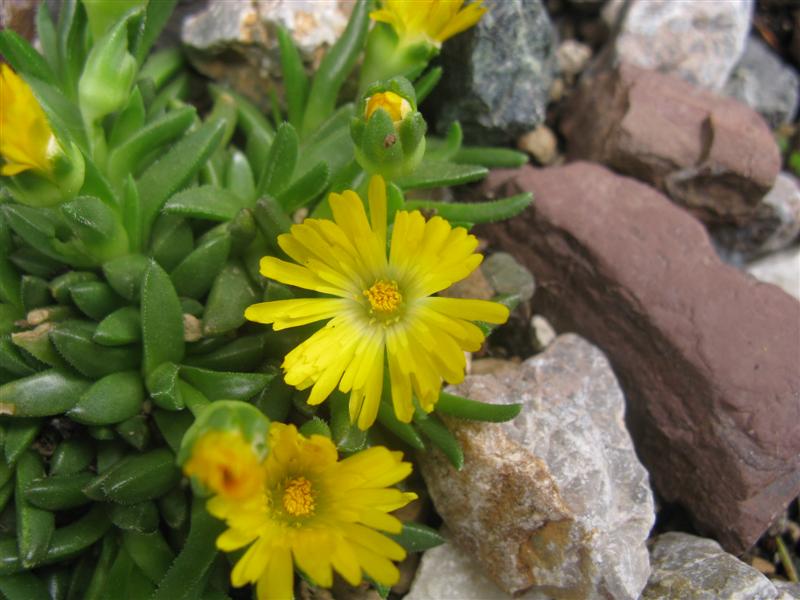 Delosperma congestum 