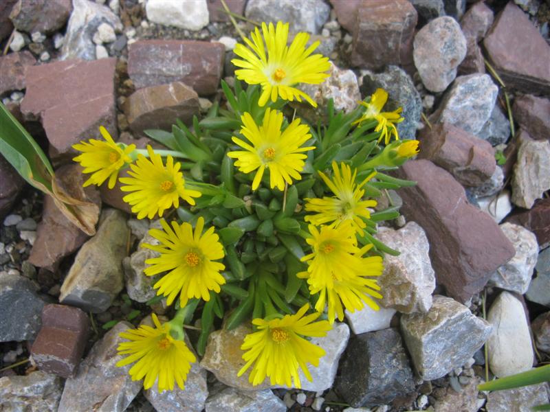 delosperma congestum