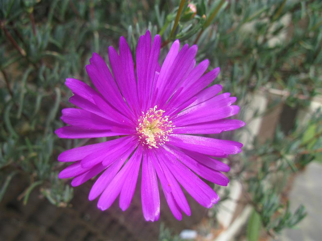 Delosperma cooperi 