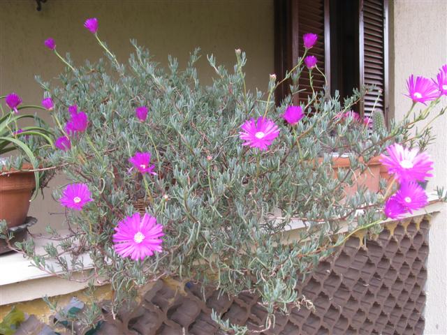 Delosperma cooperi 