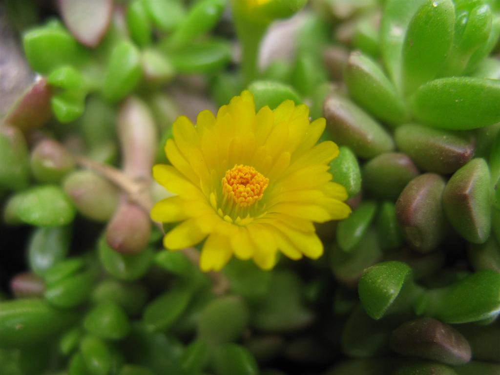 Delosperma lineare 