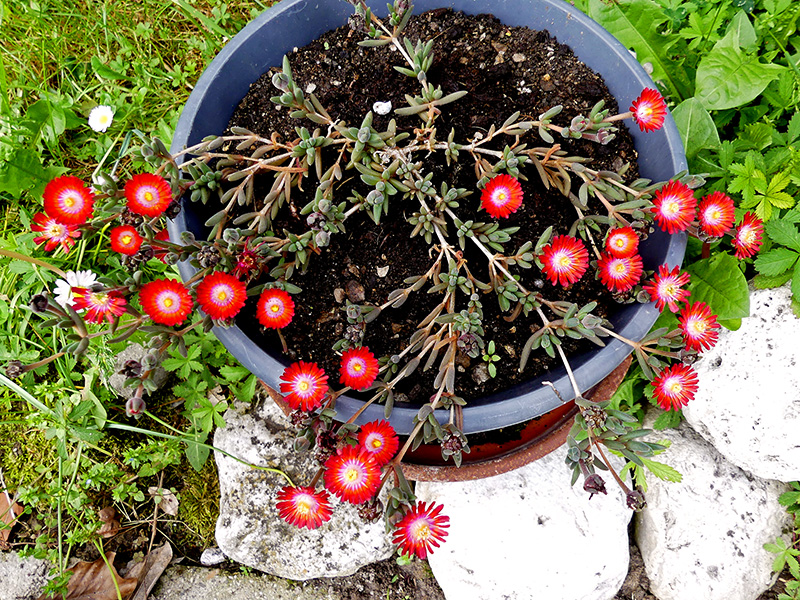 Delosperma sp. 