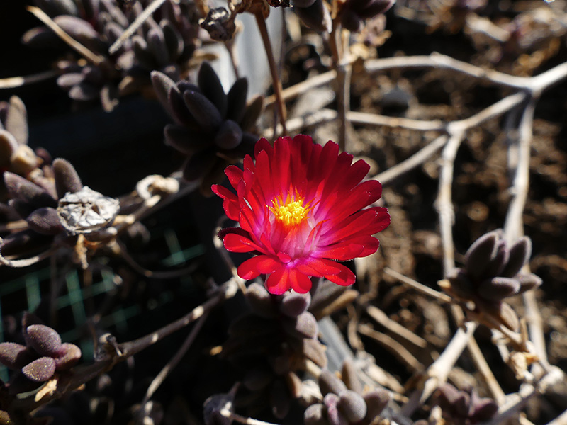 Delosperma sp. 