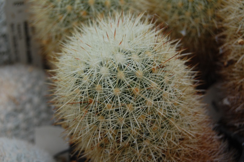 Mammillaria densispina ROG 178