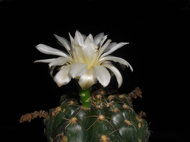 Gymnocalycium denudatum 