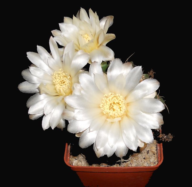 Gymnocalycium denudatum 