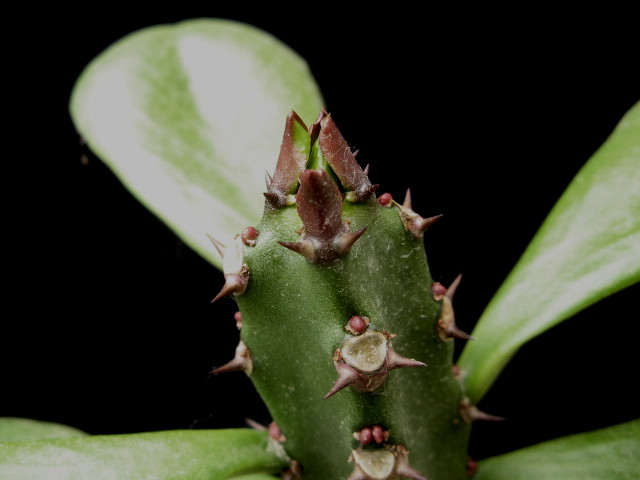 Euphorbia desmondii 