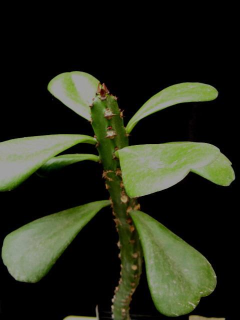 Euphorbia desmondii 