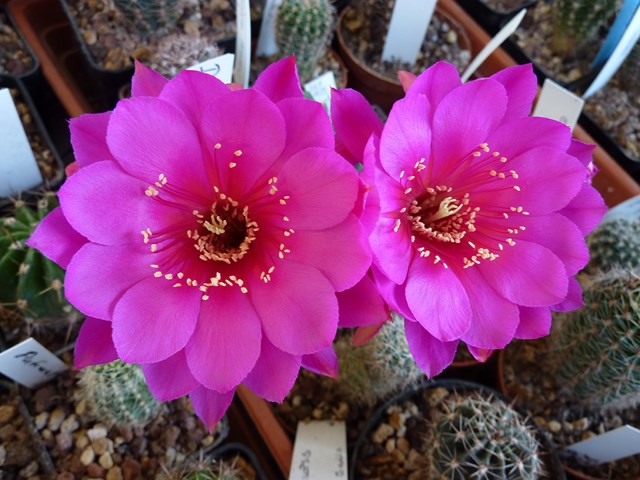 Echinopsis cv. dessau 