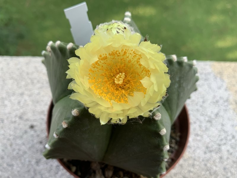 Astrophytum myriostigma cv. kikko 