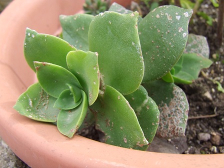 Crassula lactea 