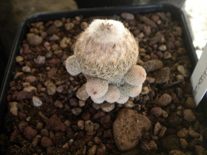 Epithelantha micromeris v. dickisoniae 