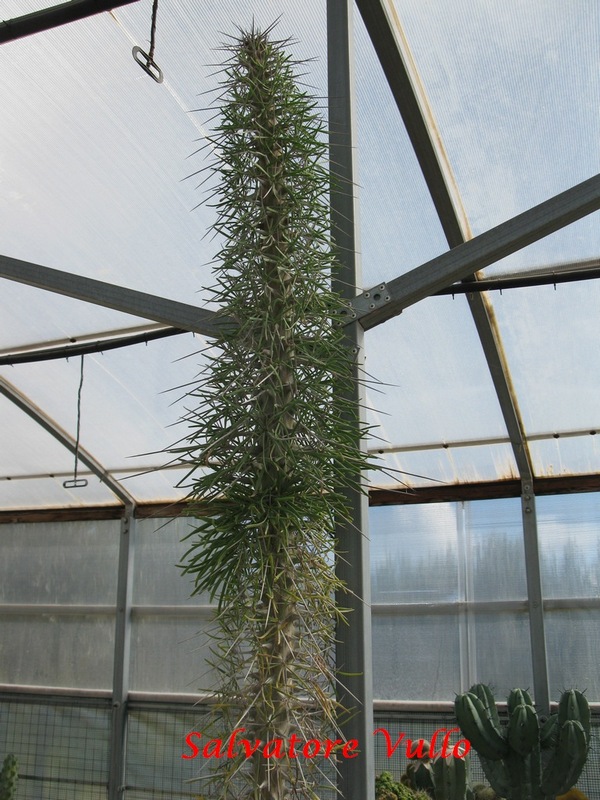 Didierea madagascariensis 