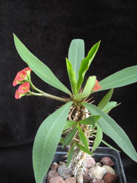 Euphorbia didieroides 