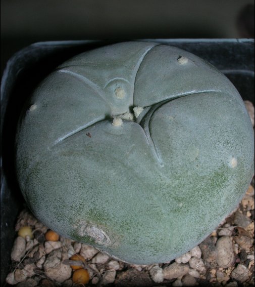 Lophophora diffusa 