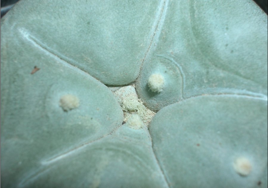 Lophophora diffusa 