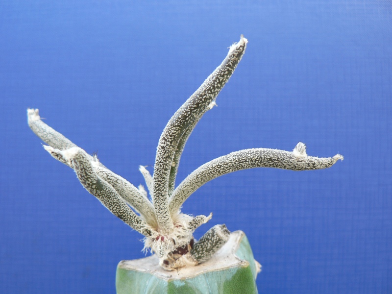 Astrophytum caput-medusae 