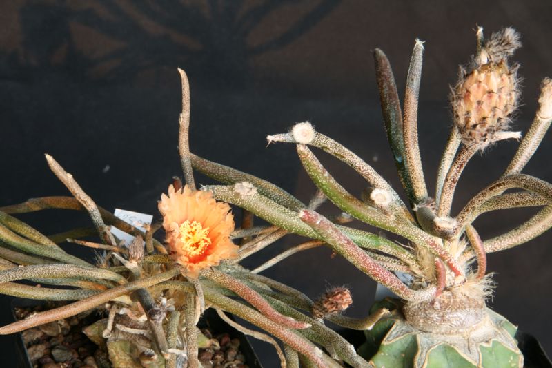 Astrophytum caput-medusae 