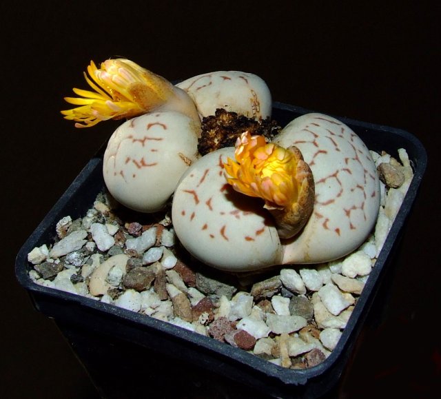 Dinteranthus vanzylii 