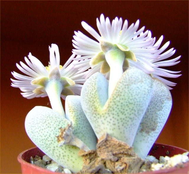Dinteranthus puberulus 