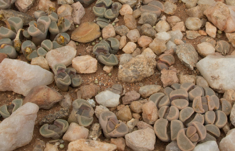 Lithops dinteri v. brevis C084287