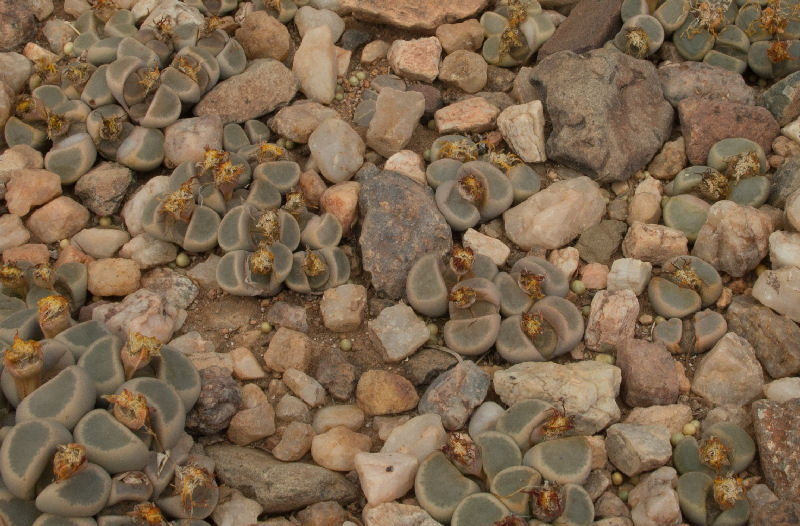 Lithops dinteri v. brevis C084288