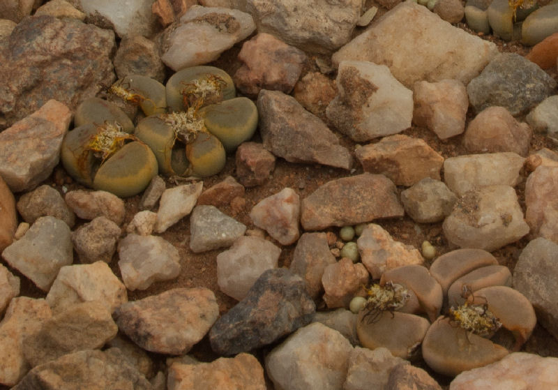 lithops dinteri v. brevis