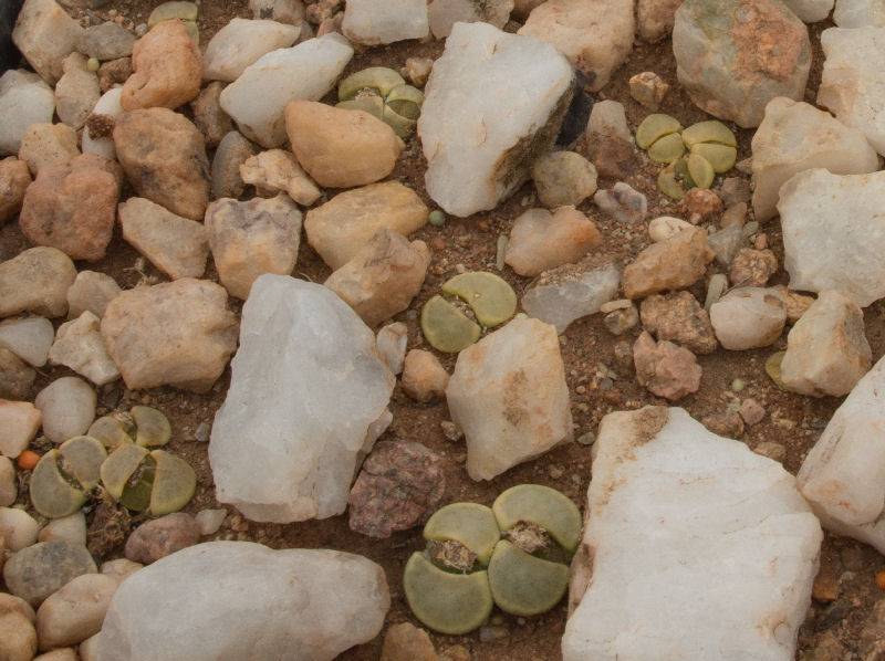 Lithops dinteri v. dinteri 'Dintegreen' 384 C206A