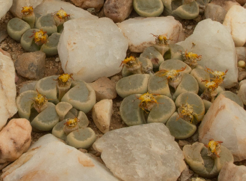 Lithops dinteri C20658