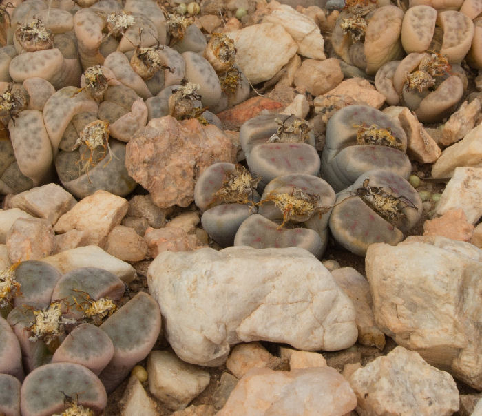 Lithops dinteri ssp. frederici C180285