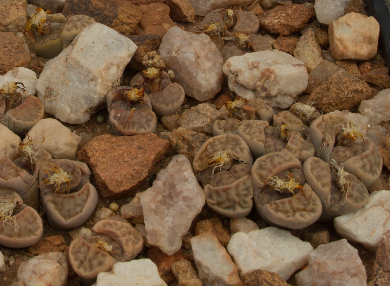 Lithops dinteri ssp. multipunctata C18157