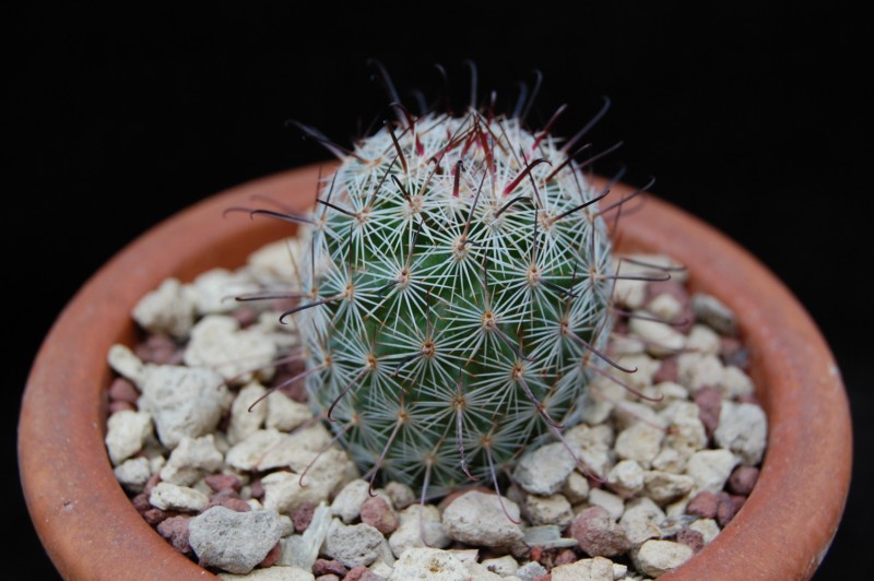 Mammillaria dioica forma LAU 06