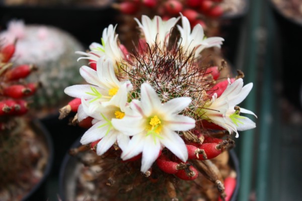 Mammillaria dioica LAU 44