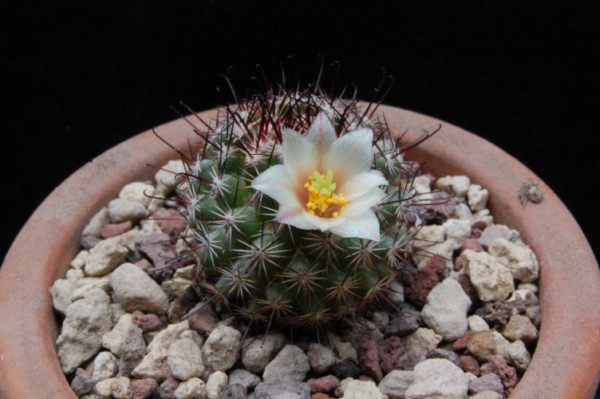 Mammillaria dioica SB 1273