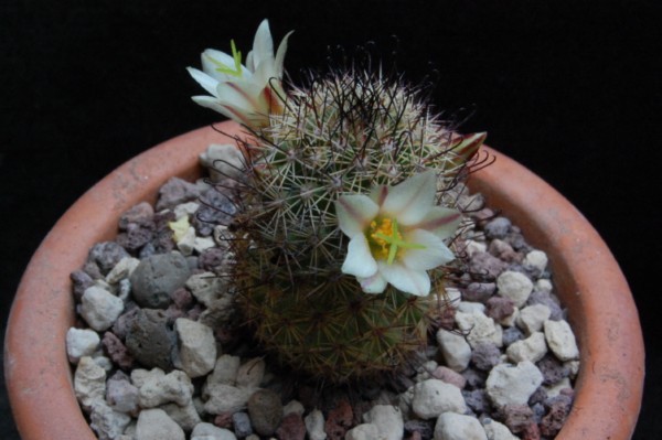 Mammillaria dioica SB 1692